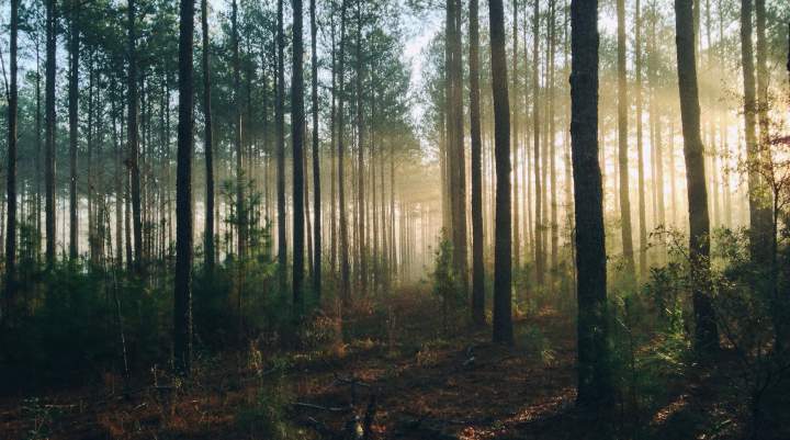 Picture of a forest 