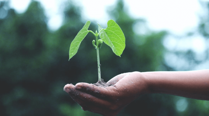 Hand holding a plant