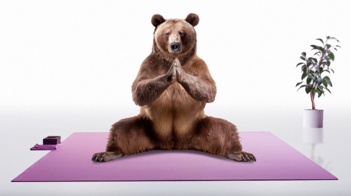 bear doing yoga