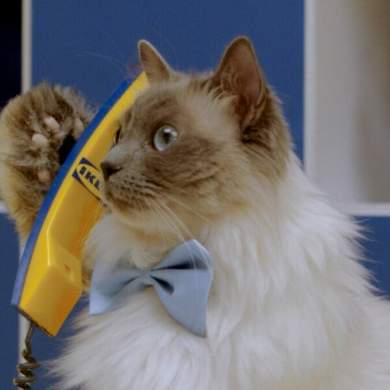A cat on an IKEA phone