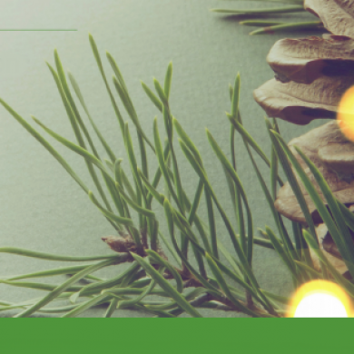 2017 An Enlightened Festive Season cover image