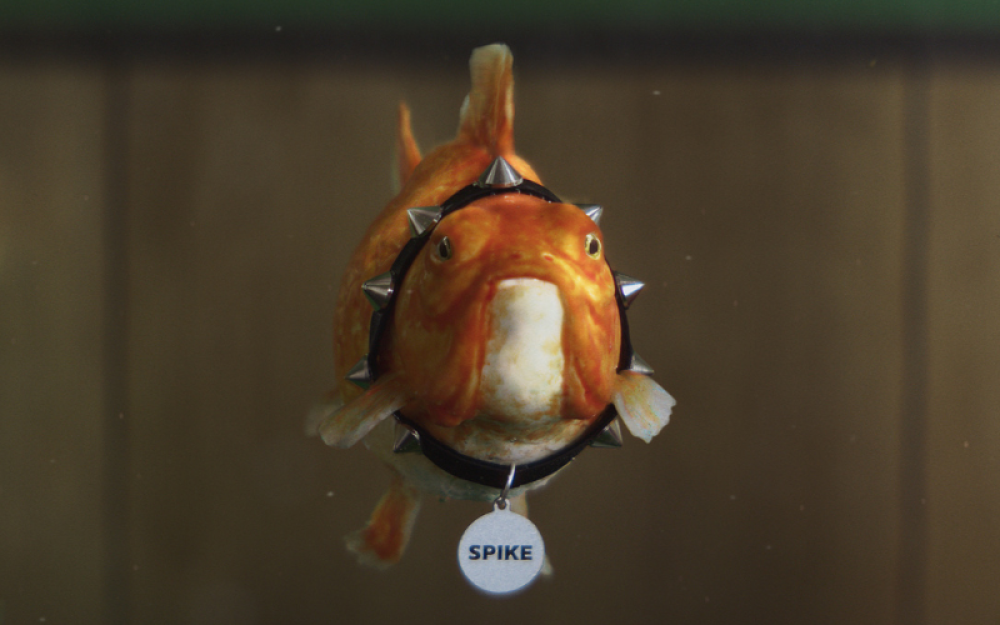 A fish swimming in a tank wearing a spiked dogs collar